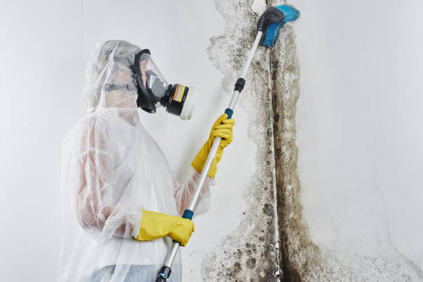 Home Mold Removal in Weatherford, OK