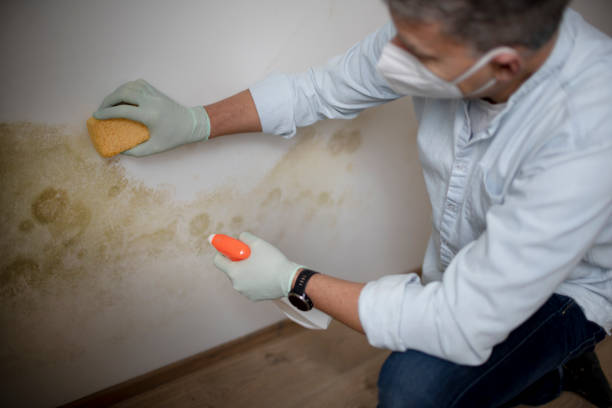 Best Black Mold Removal  in Weatherford, OK