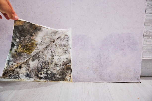 Trusted Weatherford, OK Mold Removal Experts
